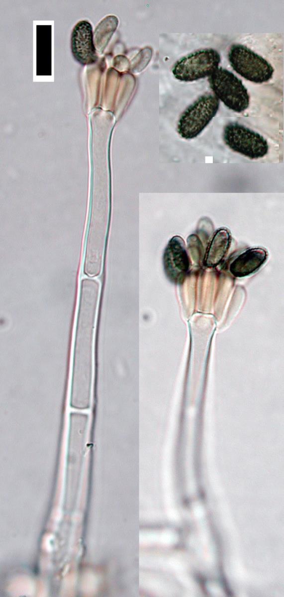 Stachybotrys dichroa image