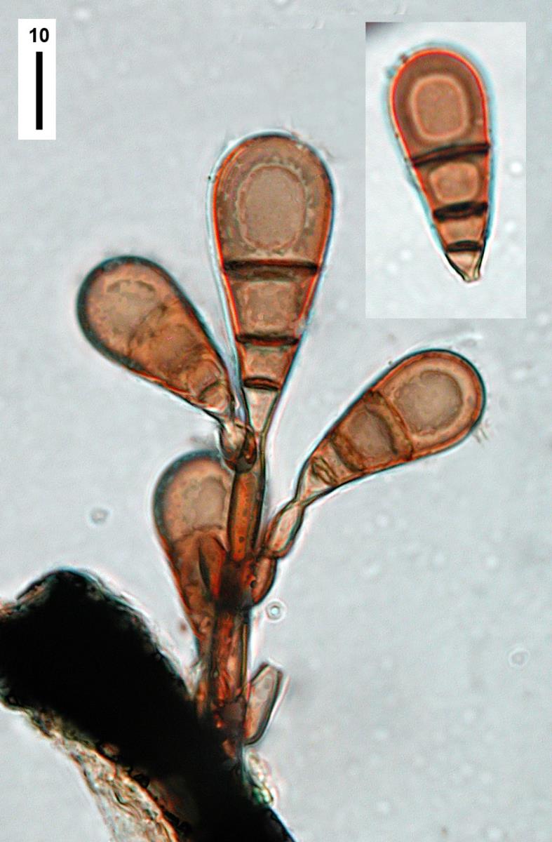 Brachysporiella pulchra image