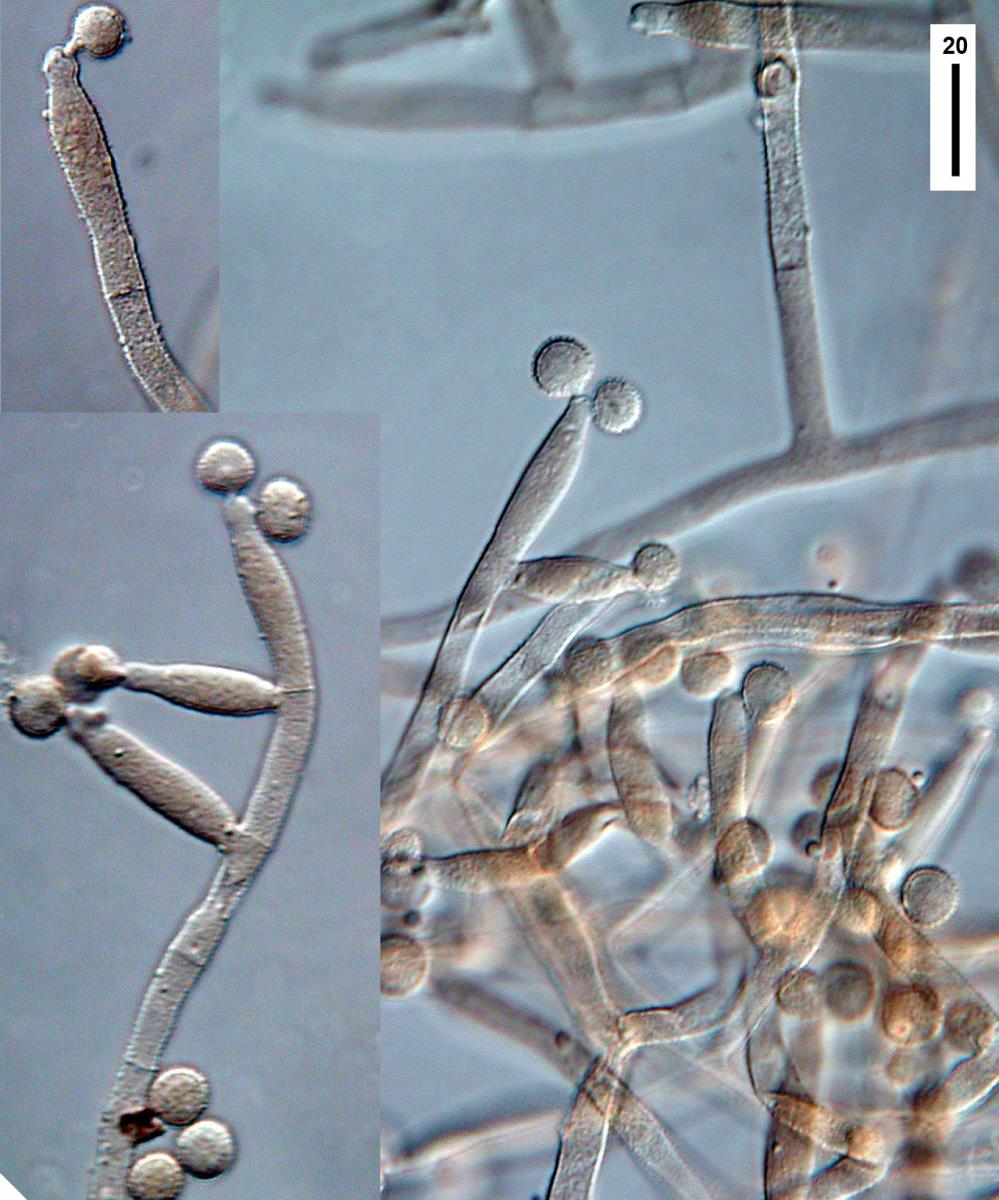 Stenocephalopsis subalutacea image
