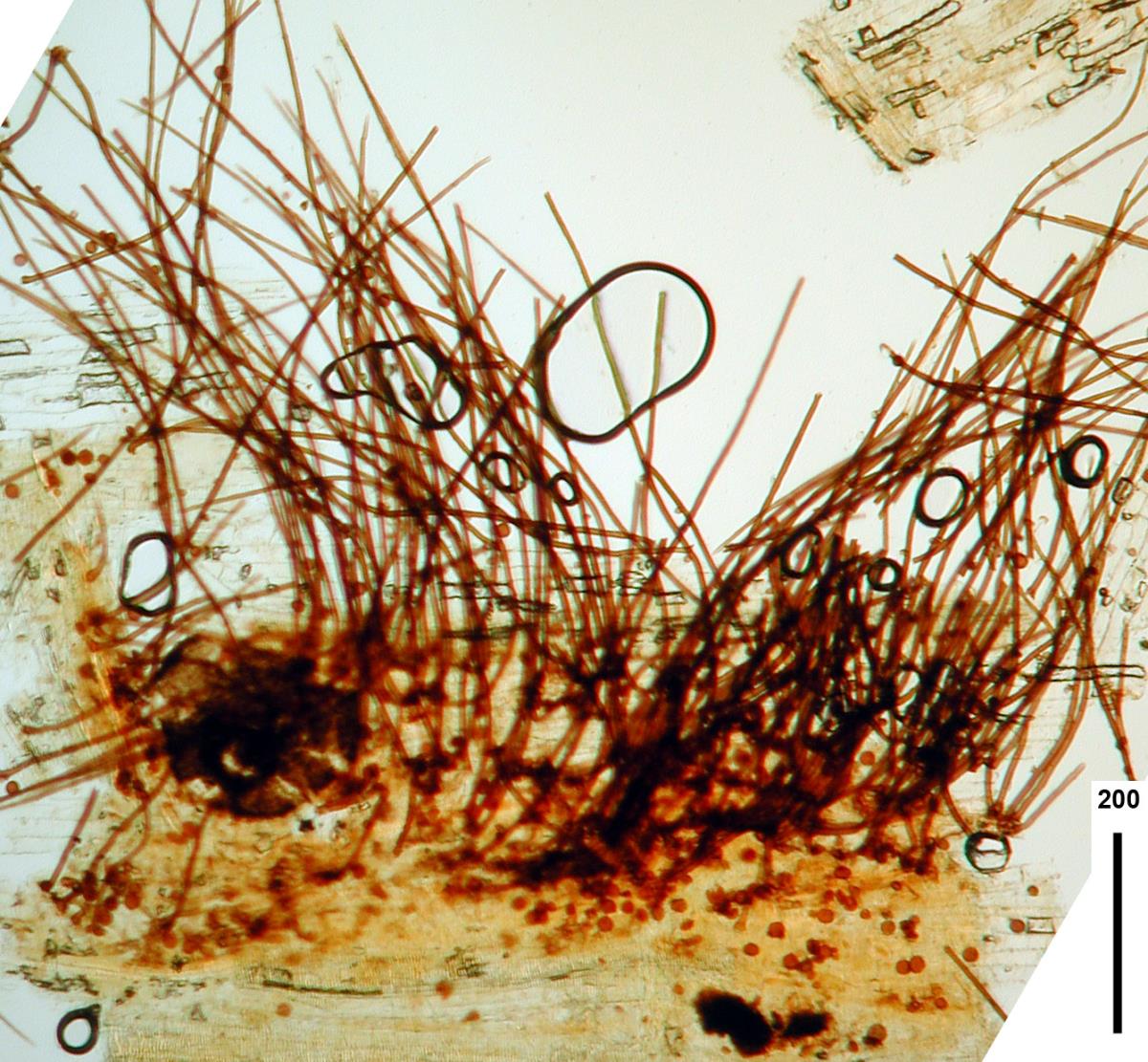 Periconia hispidula image