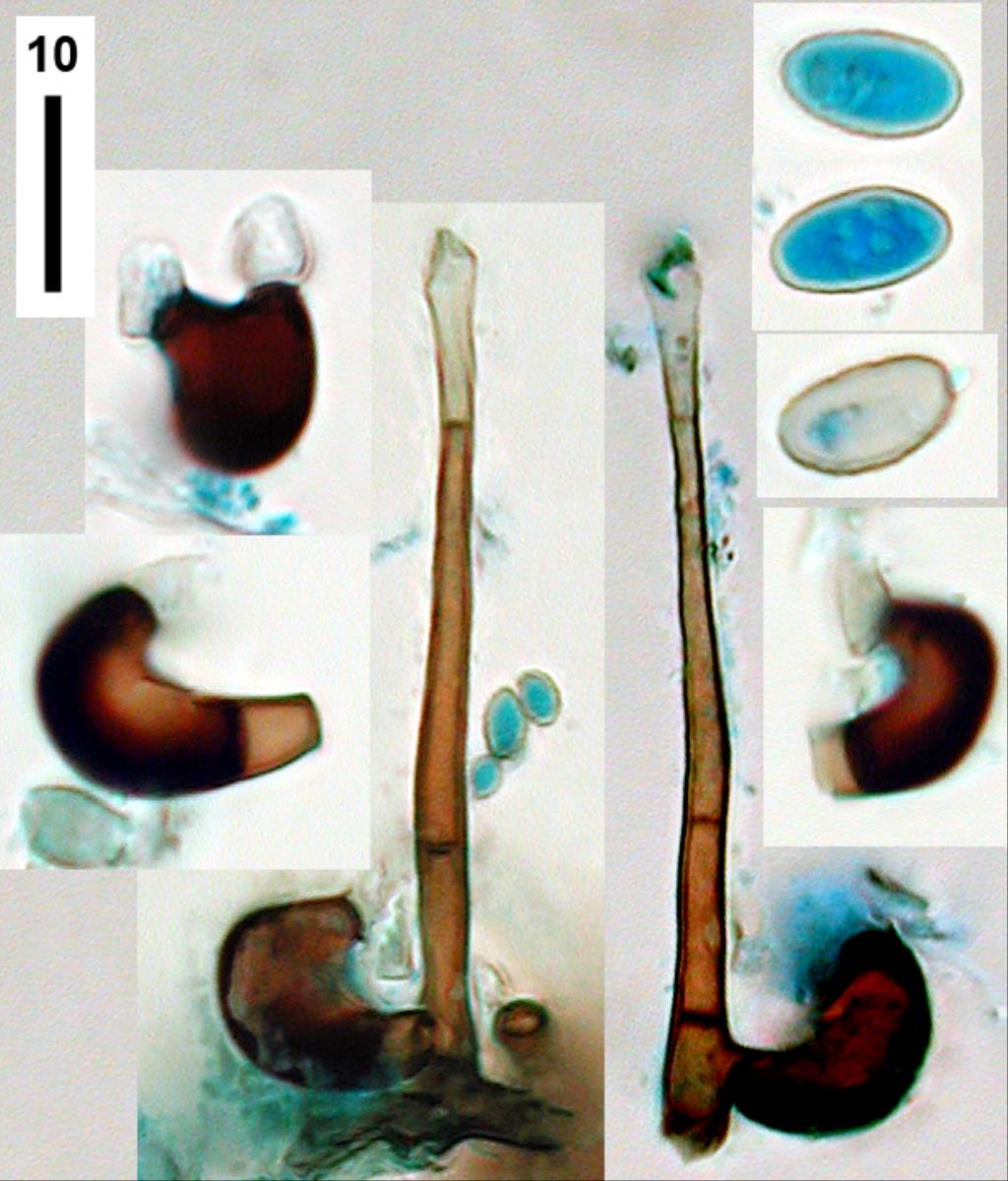 Zygosporium image