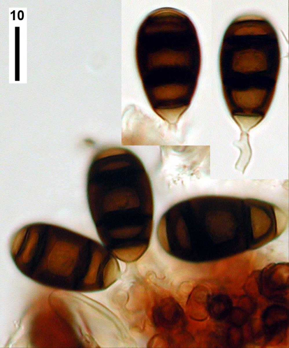 Bactrodesmium betulicola image