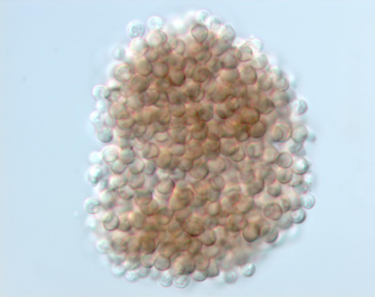 Hyaloscypha albohyalina image