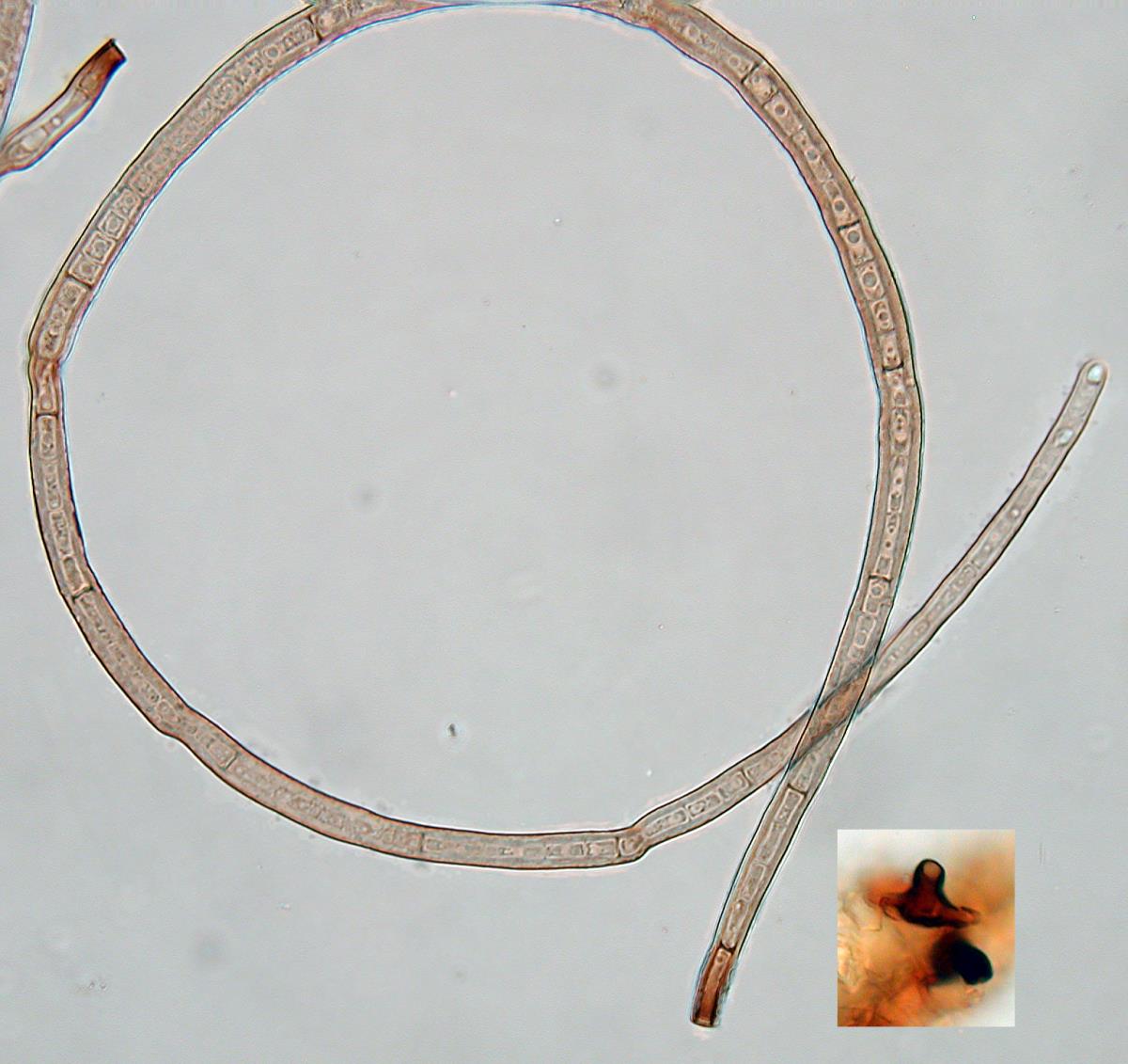 Inesiosporium mauiense image