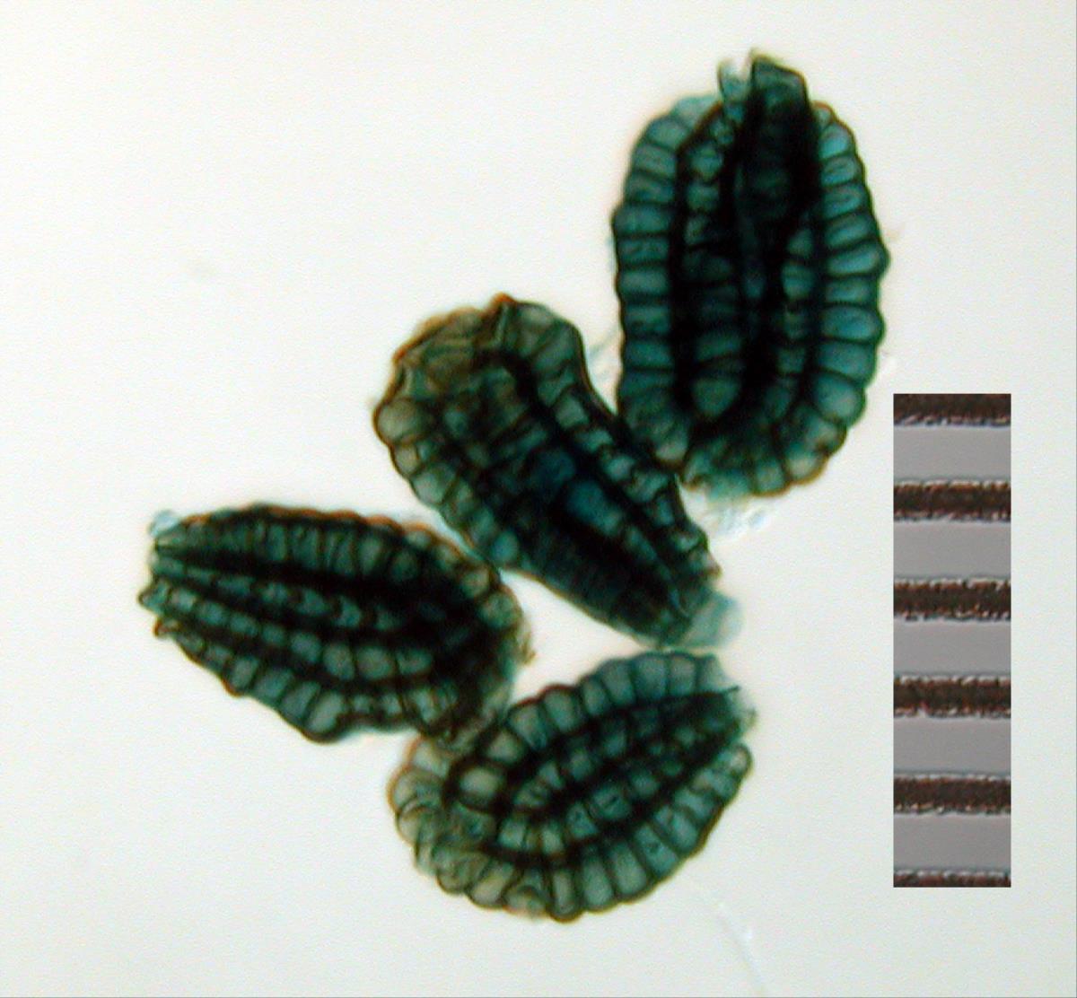 Dictyosporium toruloides image