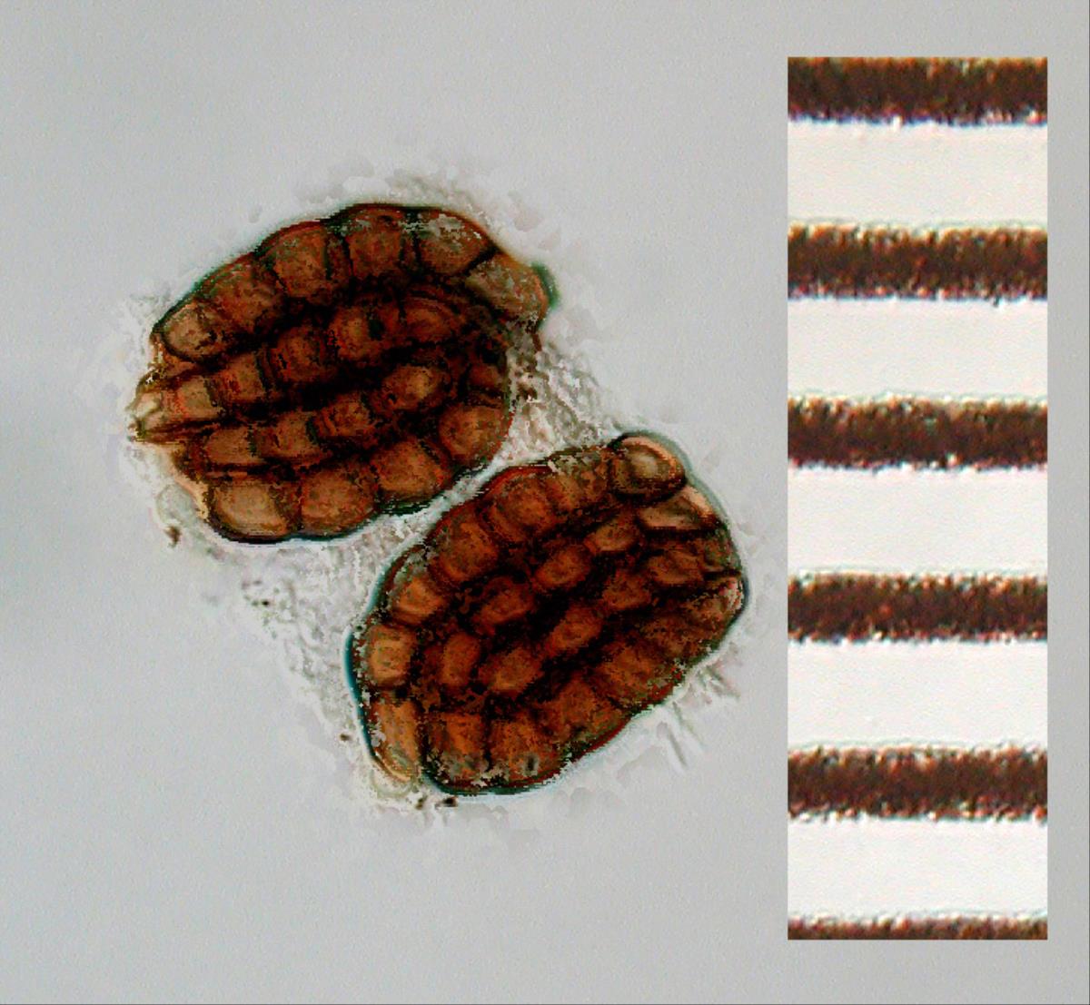 Dictyosporium palmae image