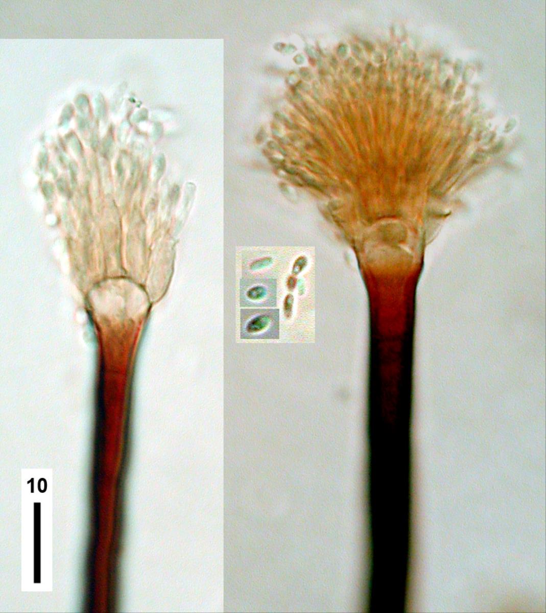Haplographium catenatum image