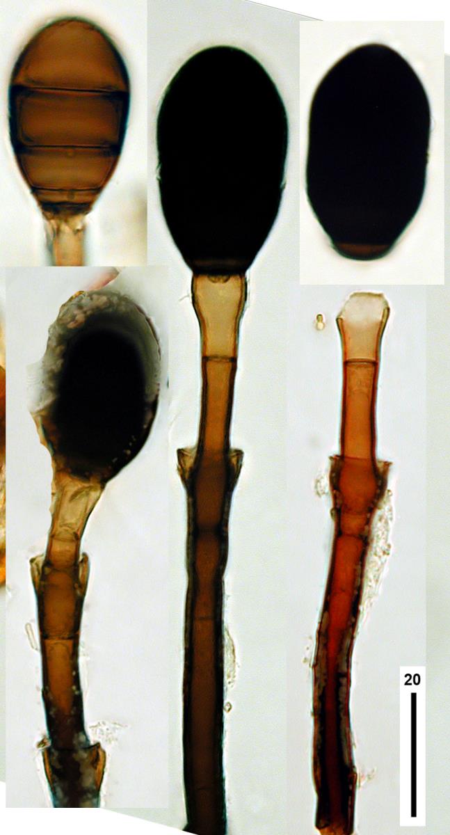 Melanocephala cupulifera image
