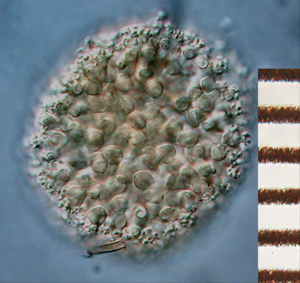 Candelabrum microsporum image