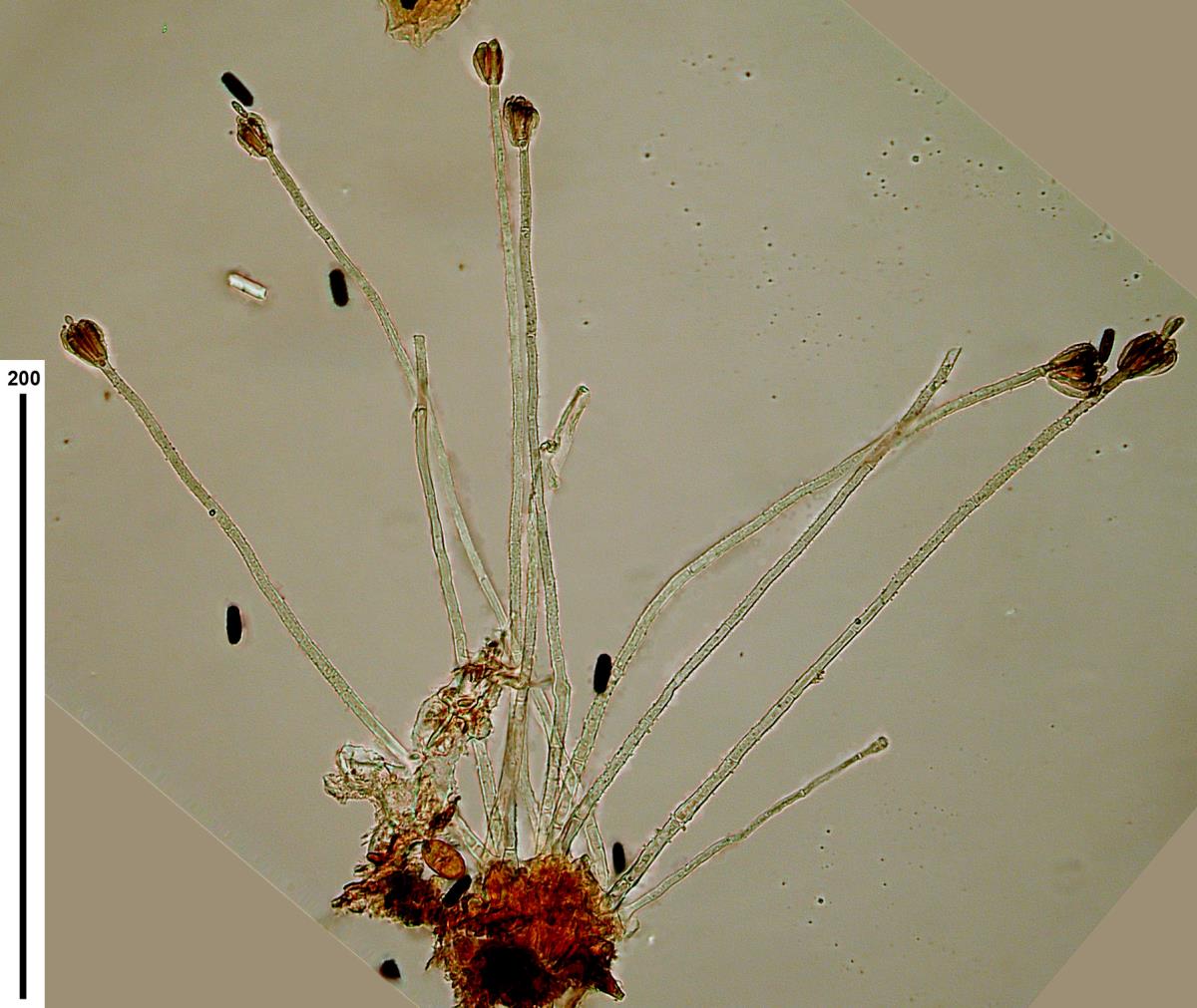 Stachybotrys freycinetiae image