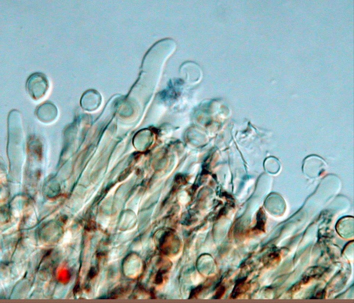 Clavulina hispidulosa image