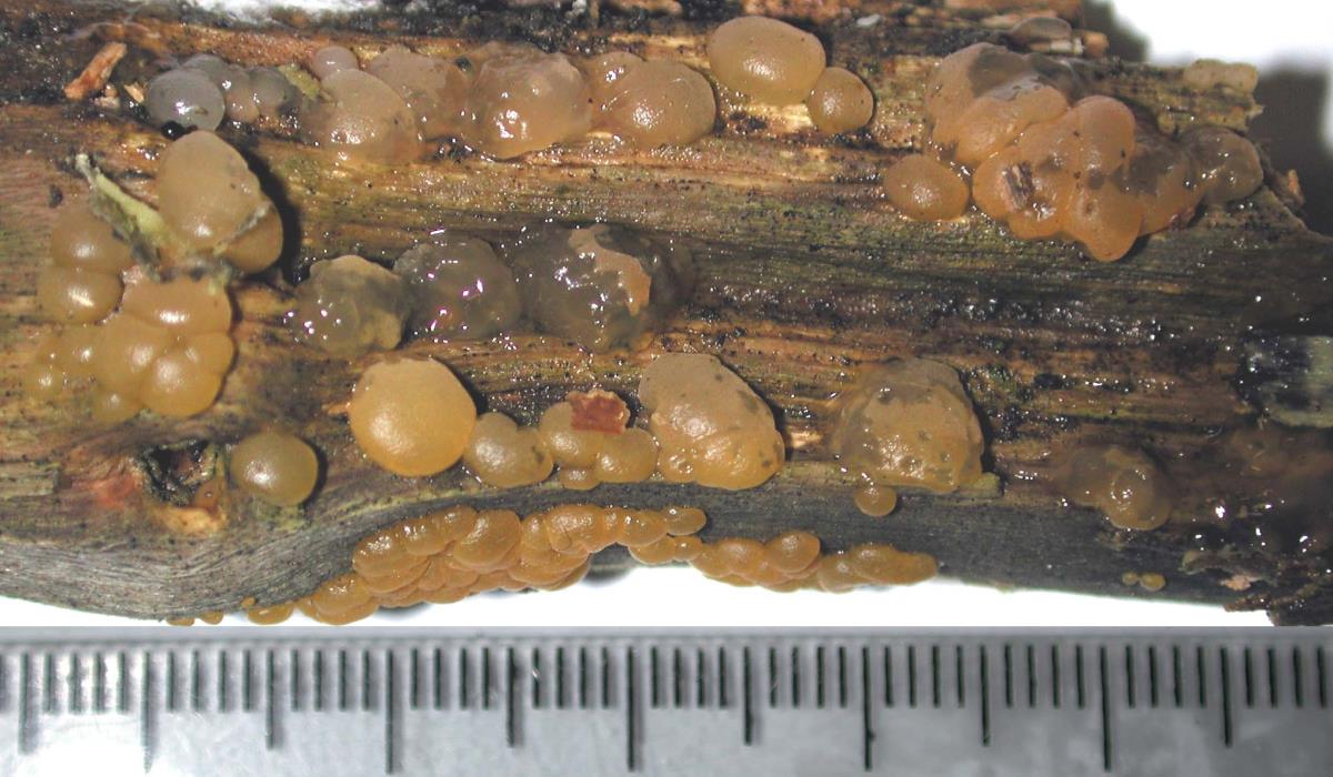 Dacrymyces novae-zelandiae image