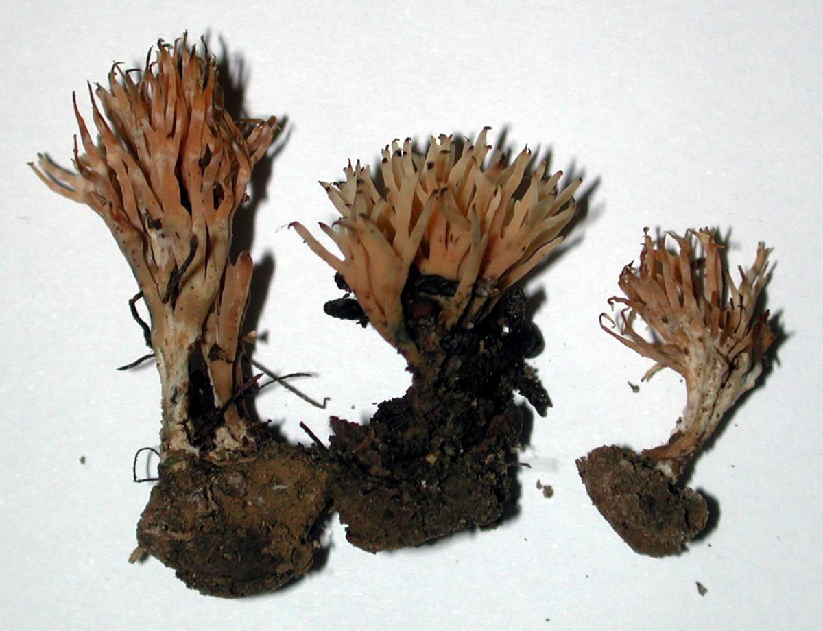 Tremellodendropsis inflata image