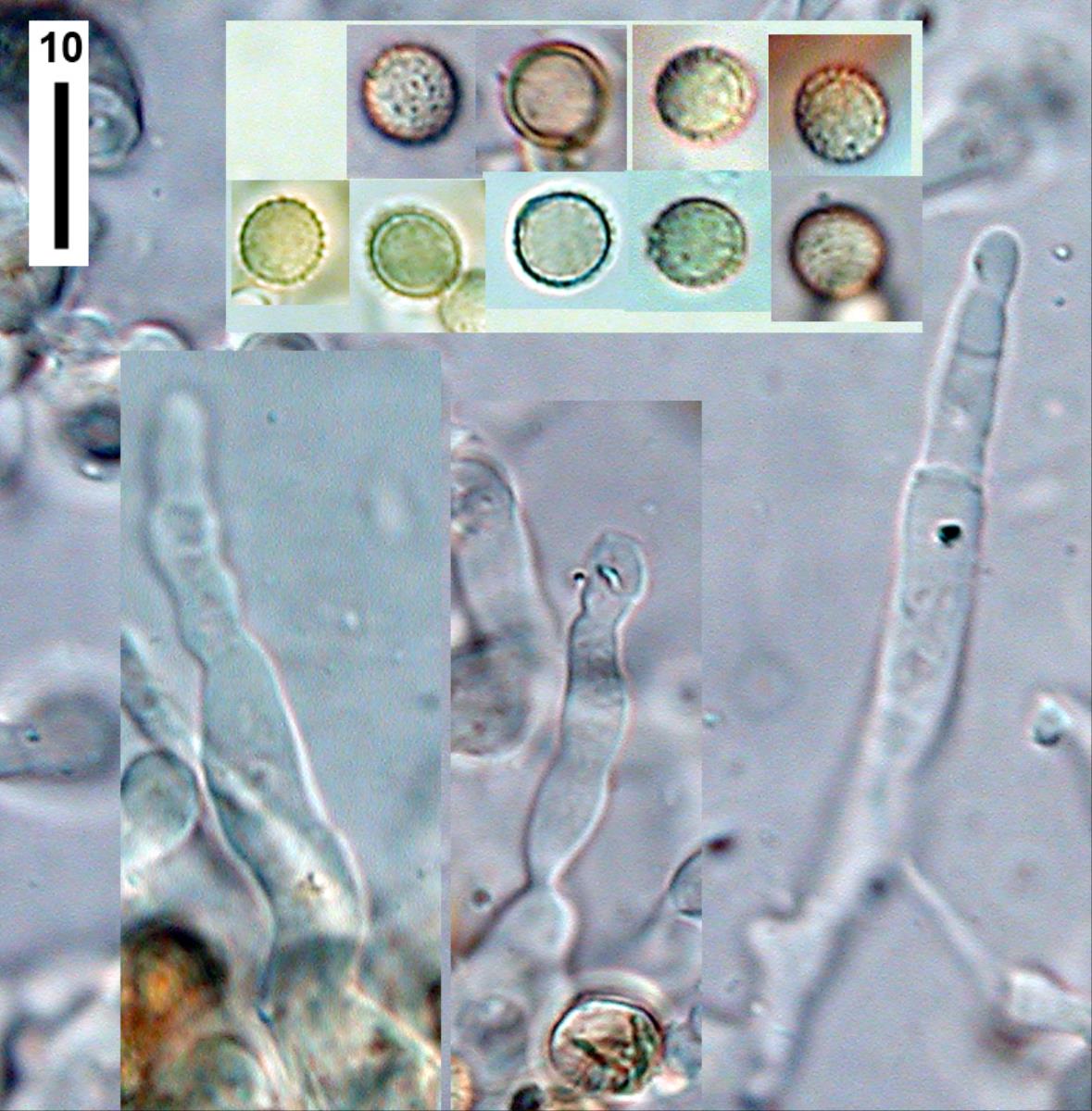 Crepidotus fulvifibrillosus var. meristocystis image