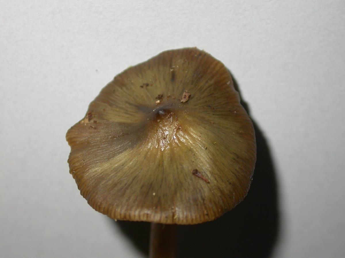 Phaeocollybia longipes image