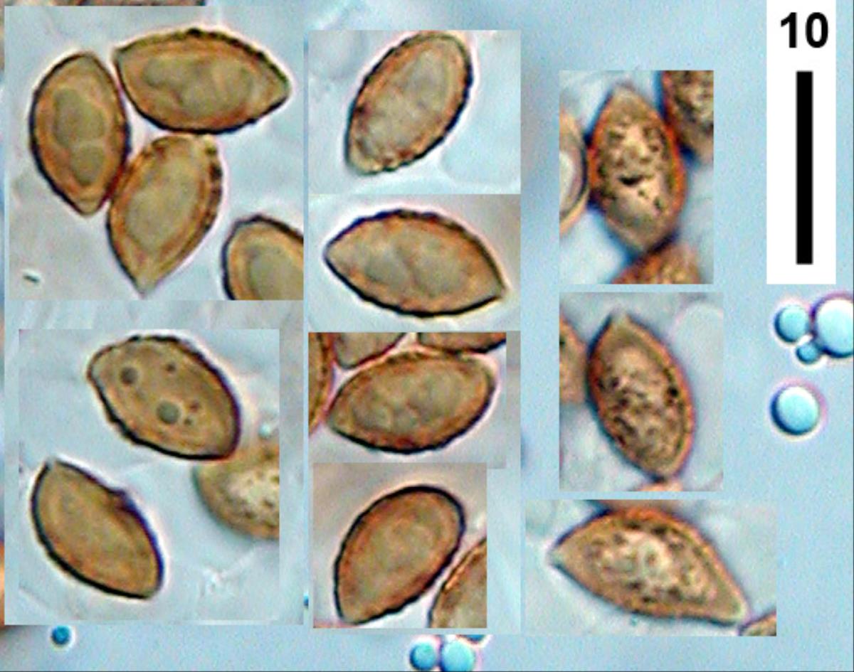 Phaeocollybia longipes image