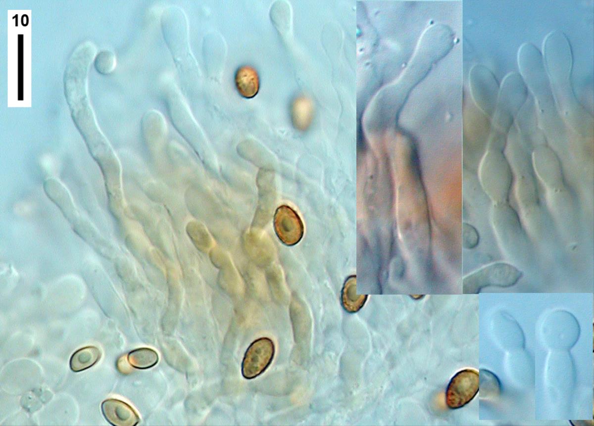Phaeocollybia minuta image