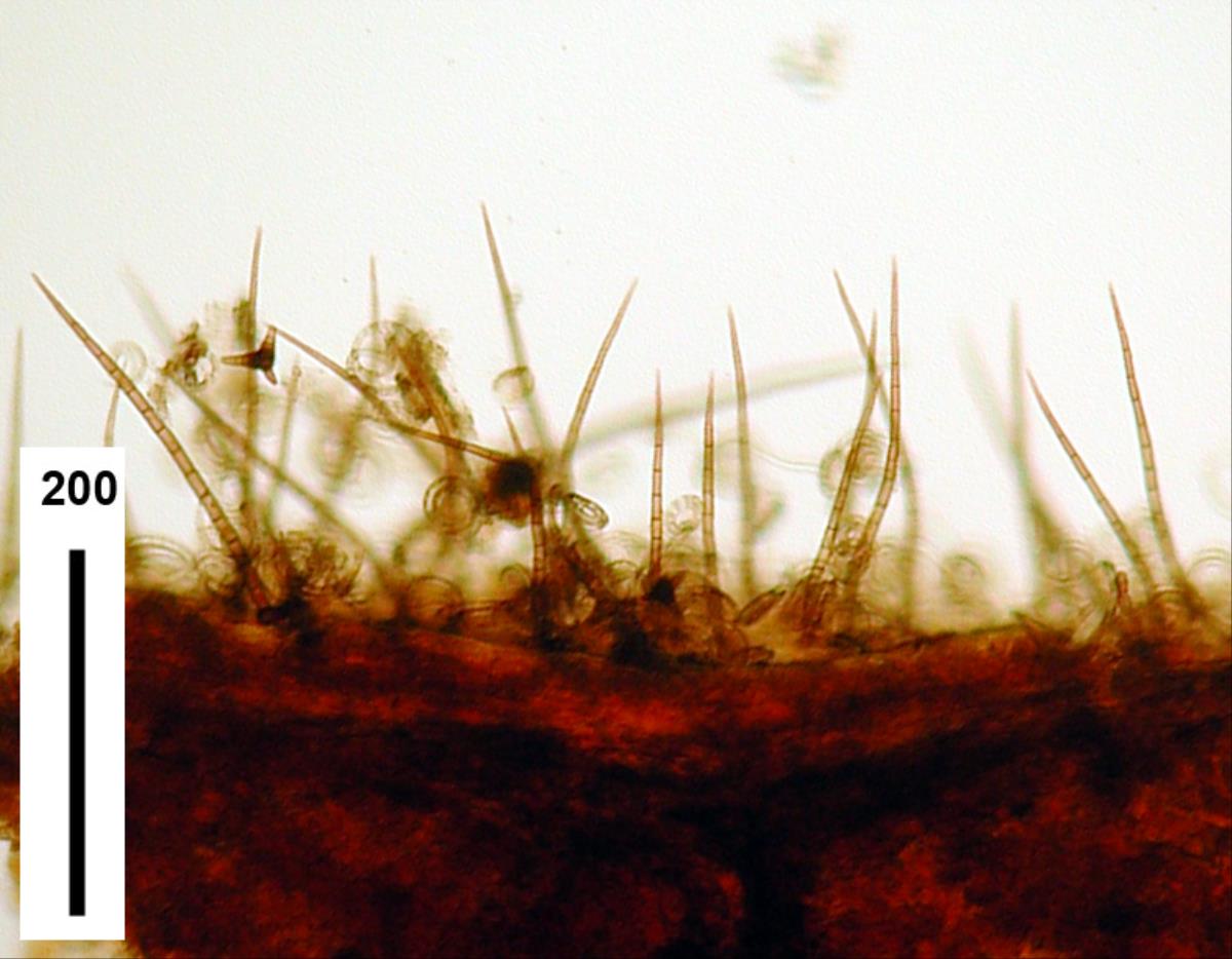 Helicosporium pannosum image