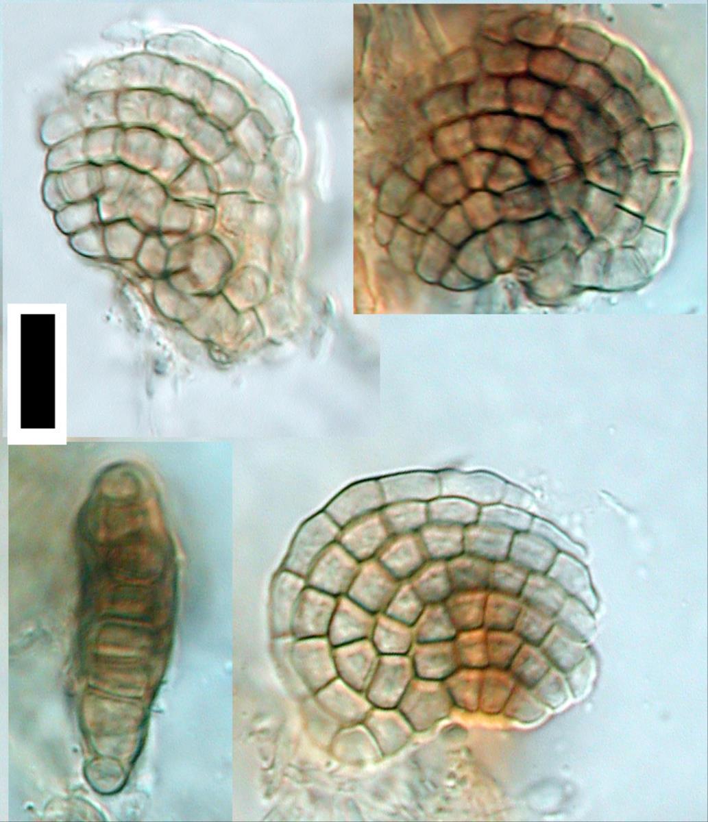 Dictyosporium foliicola image