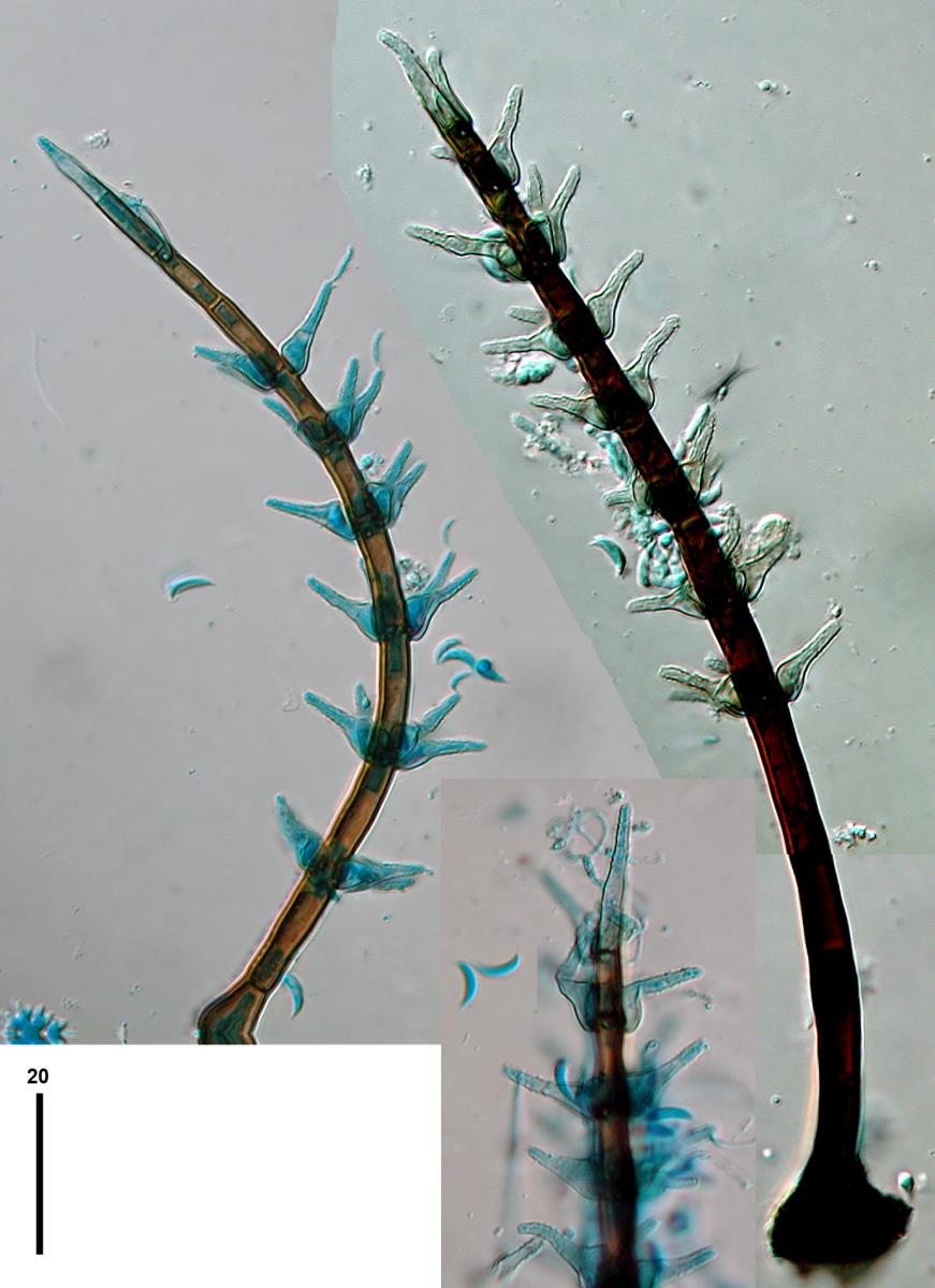 Selenosporella verticillata image