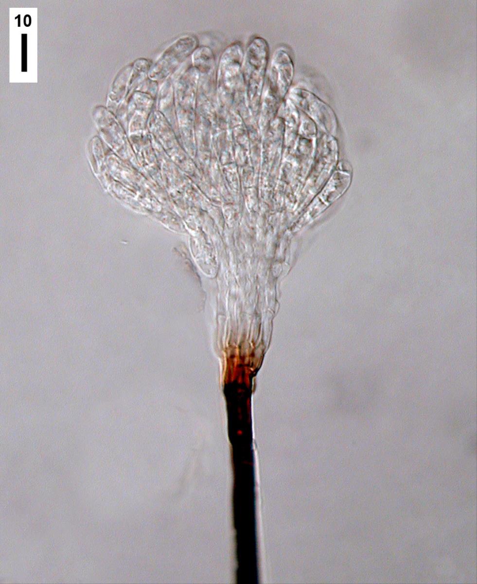 Sterigmatobotrys macrocarpa image
