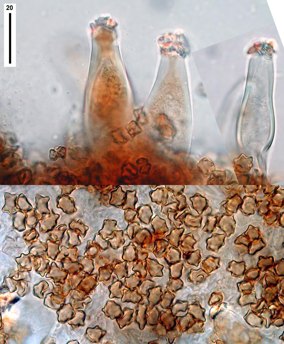 Astrosporina leptospermi image
