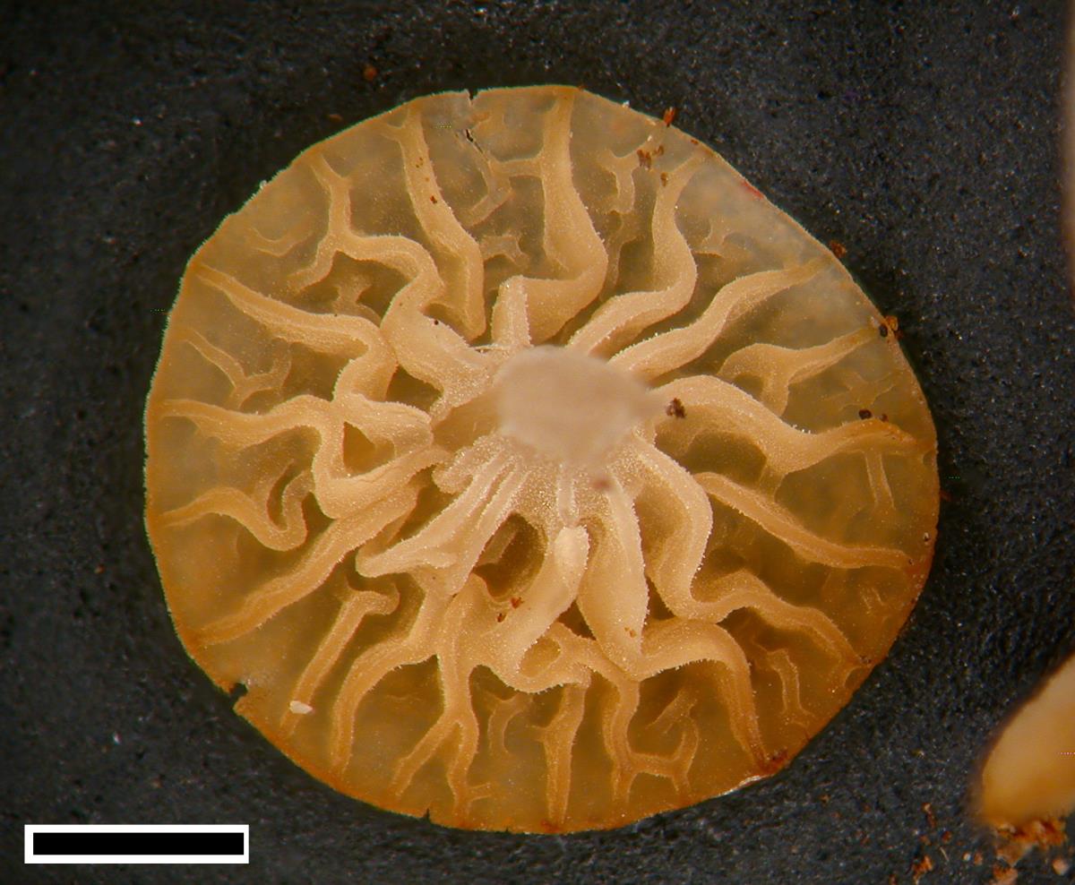 Gloiocephala gracilis image