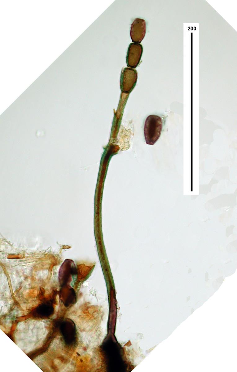 Catenularia image