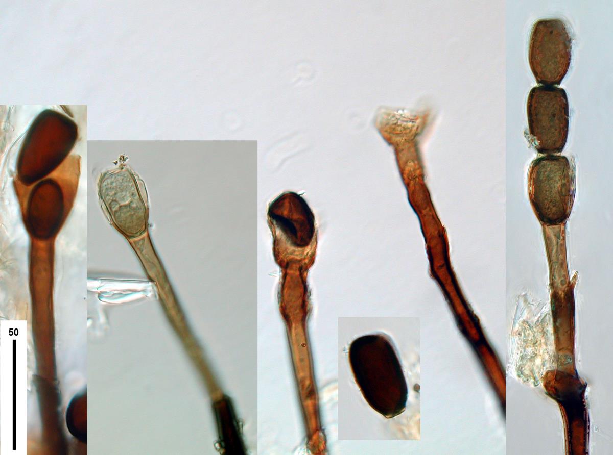 Catenularia longispora image