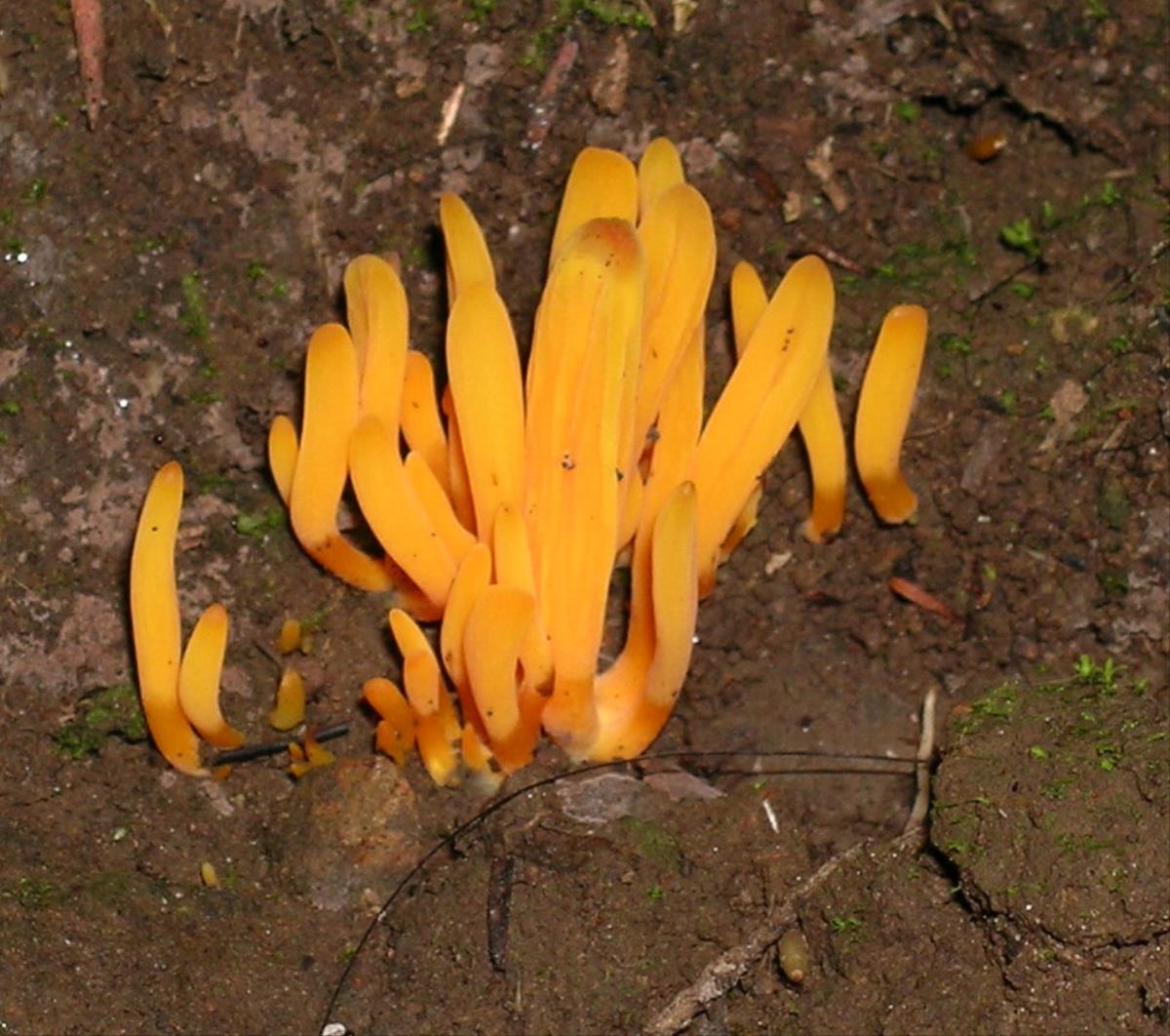Clavulinopsis depokensis image