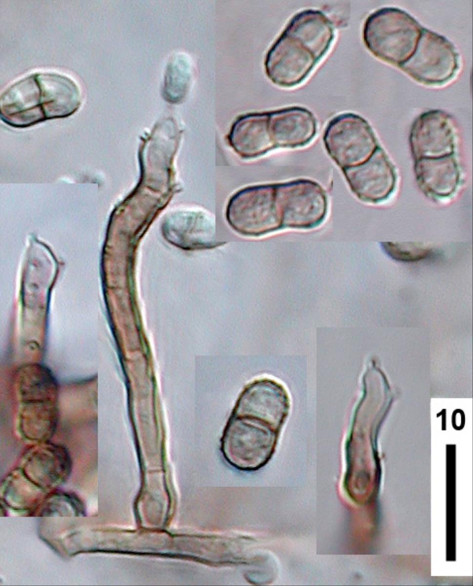 Scolecobasidium constrictum image