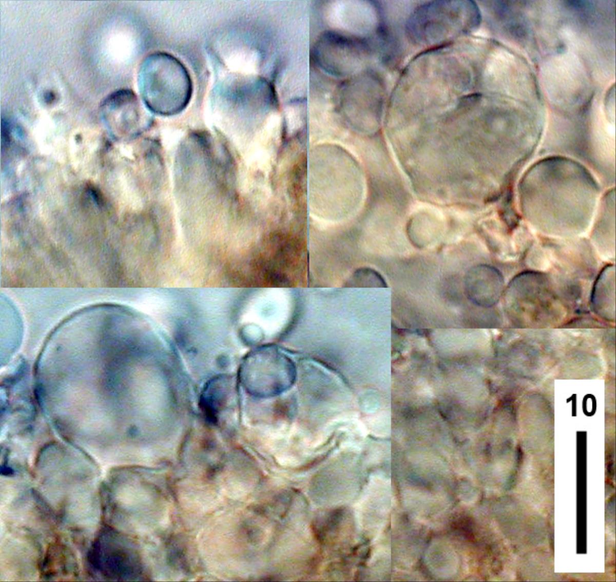 Clitocybula grisella image