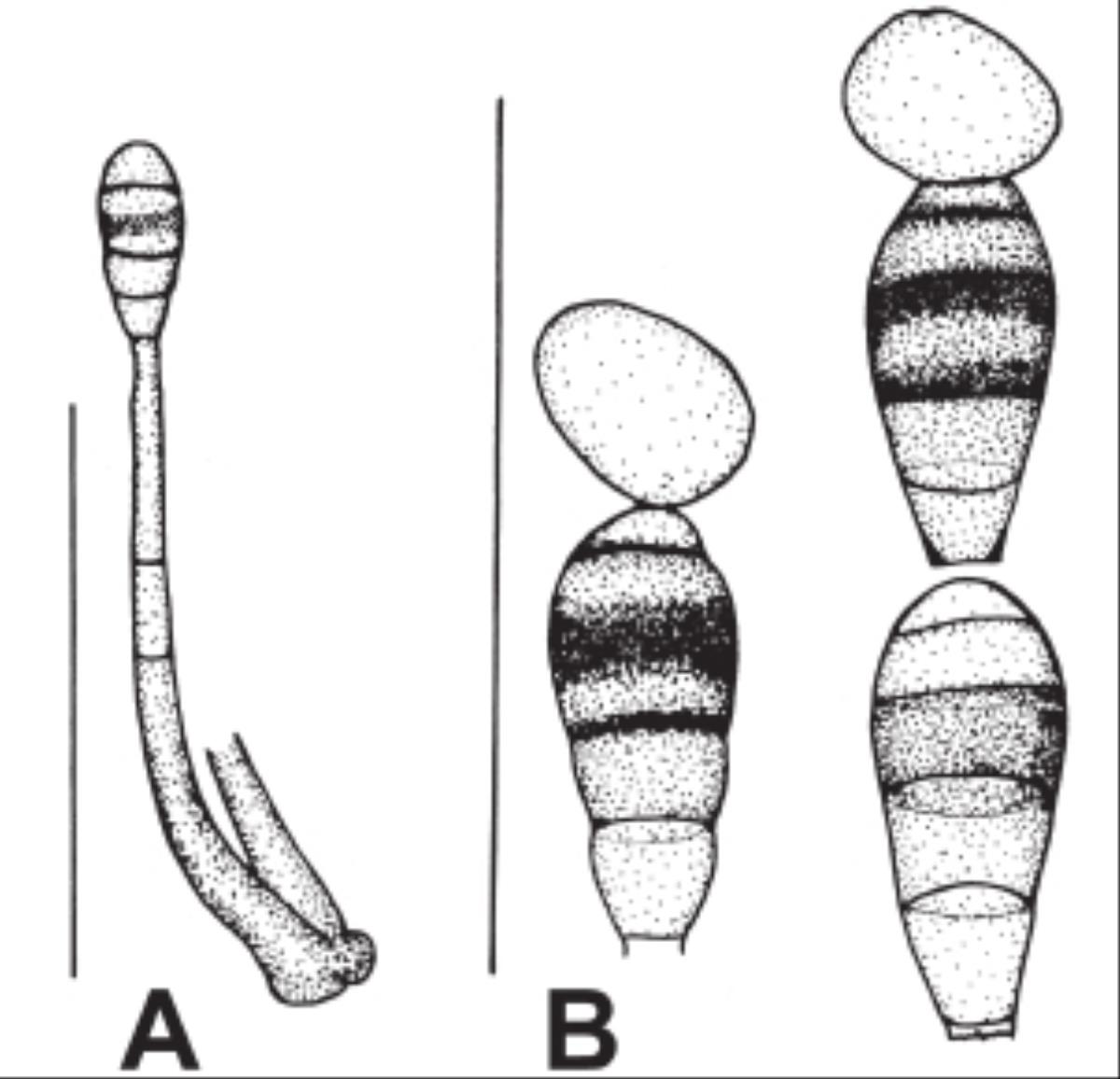 Phragmocephala image