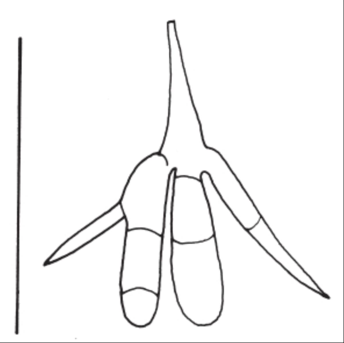 Titaea maxilliformis image