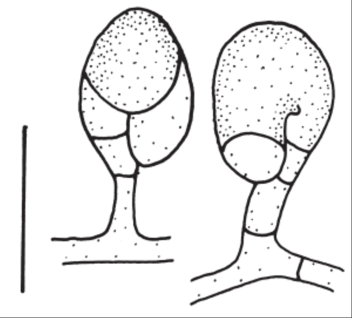 Troposporella monospora image