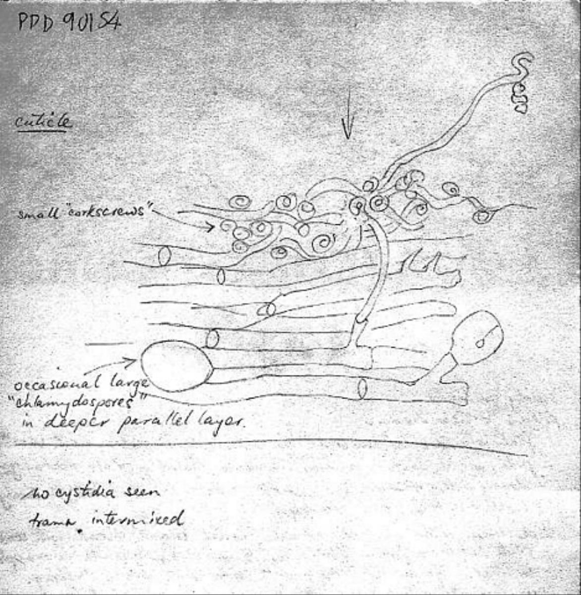 Agaricus clitocyboides image