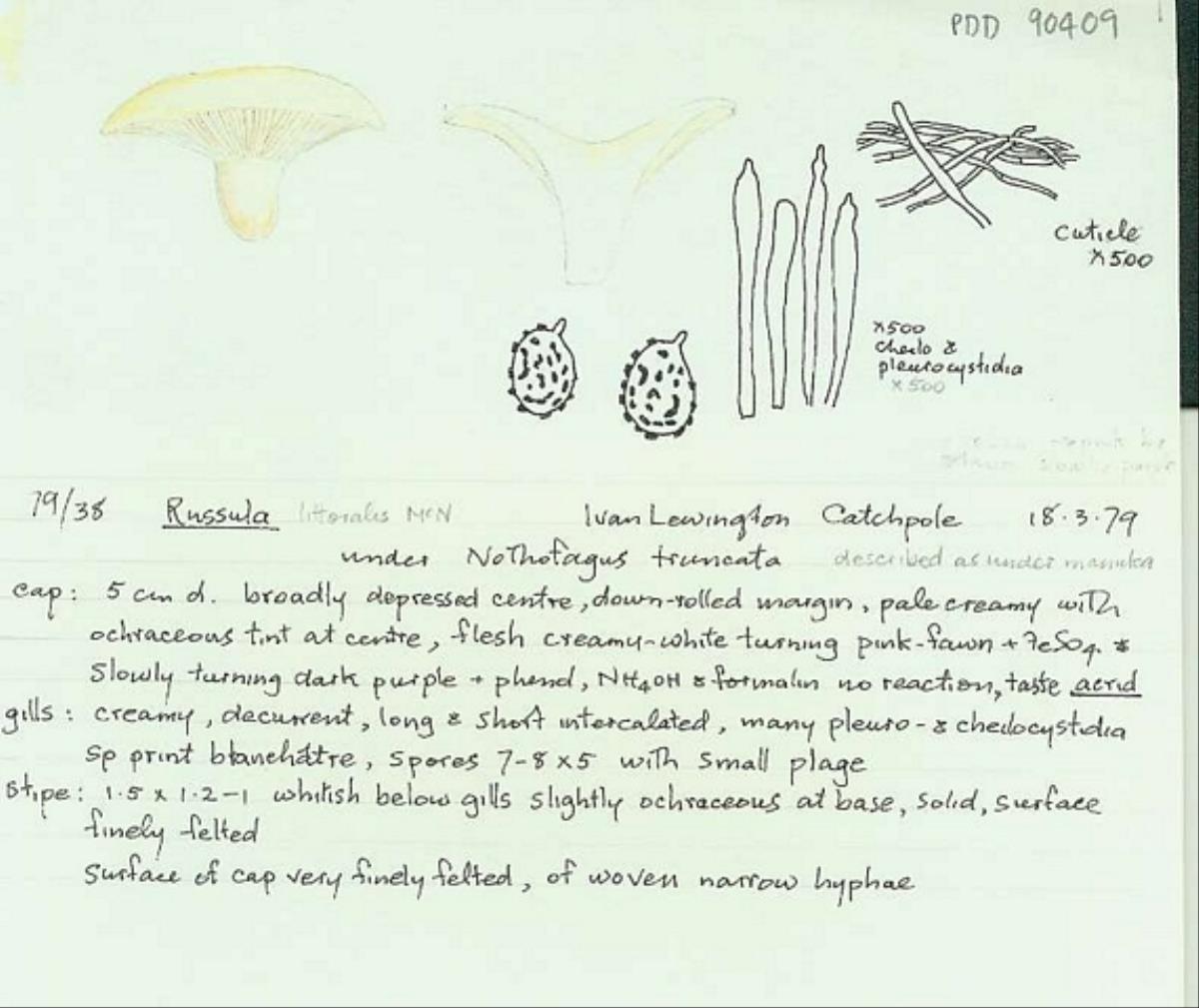 Russula littoralis image