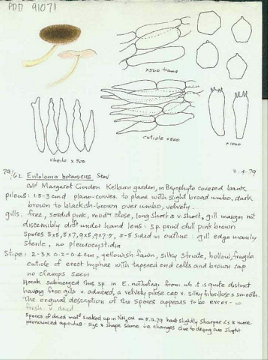 Entoloma botanicum image