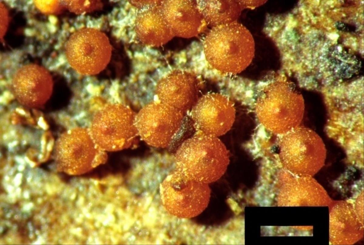 Bionectria verrucispora image