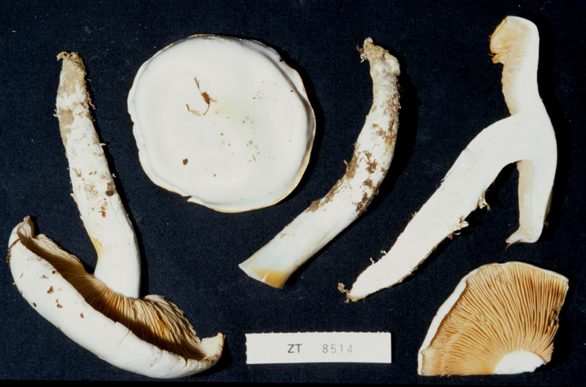 Cortinarius xiphidipus image