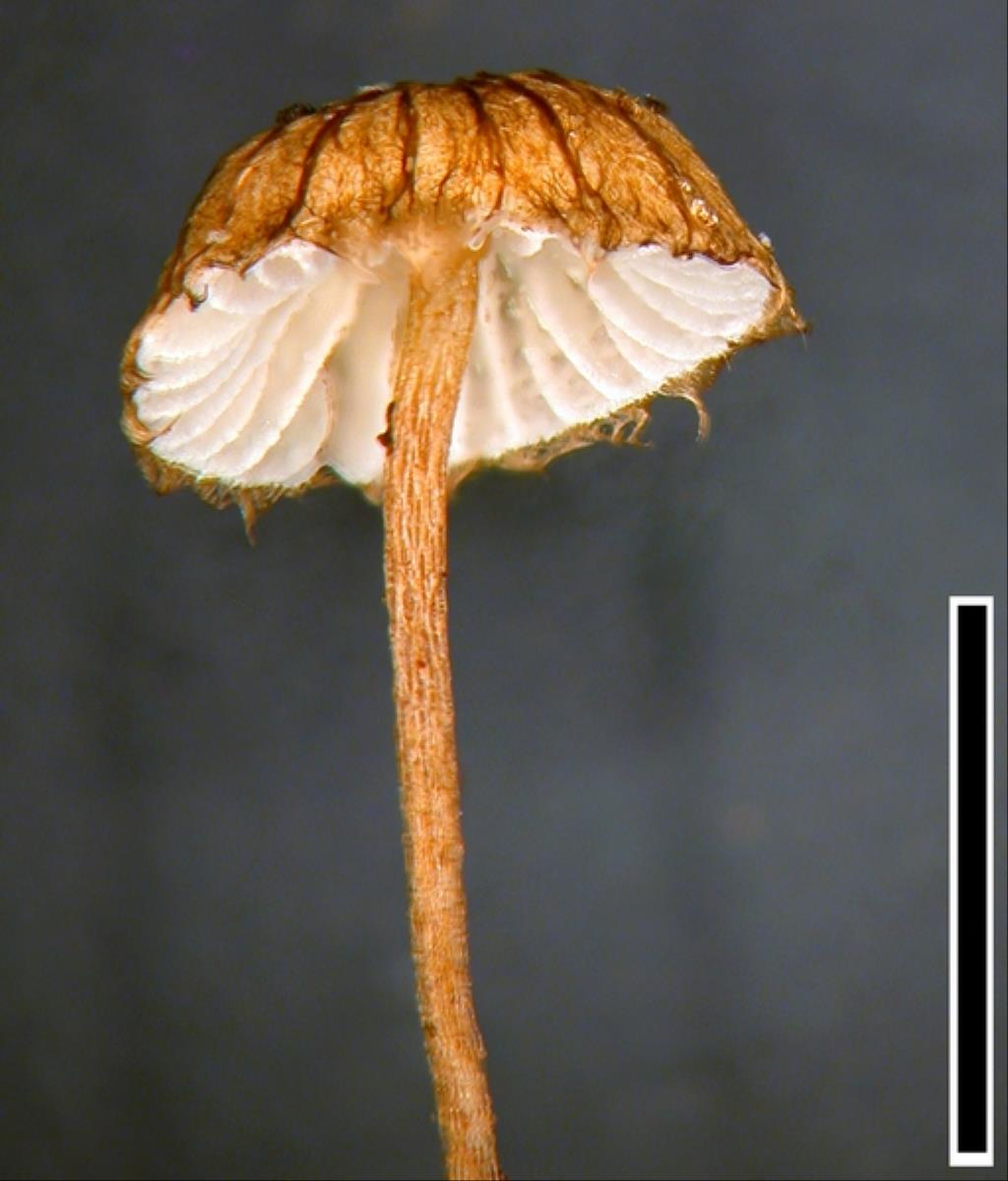 Crinipellis filiformis image