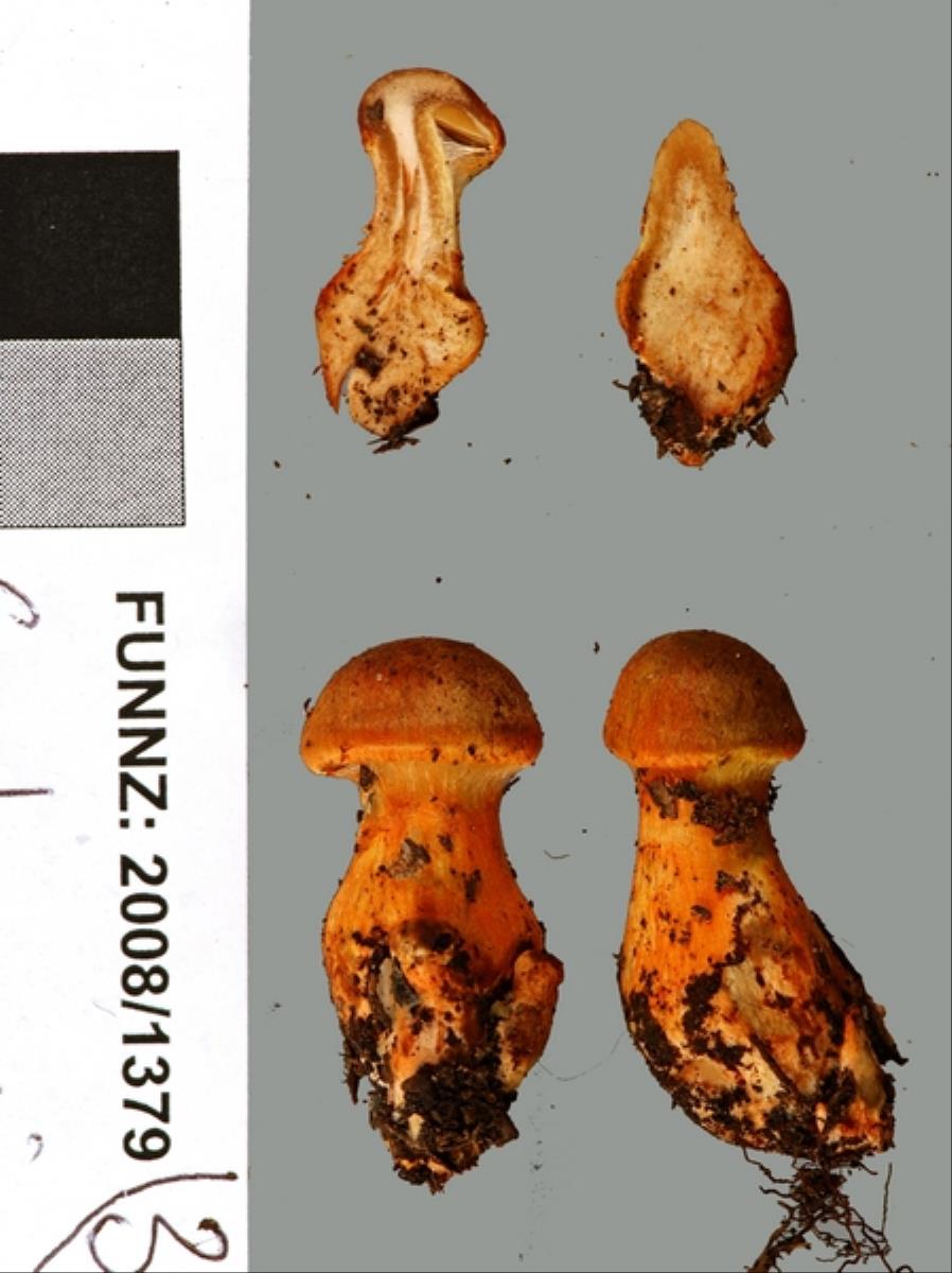 Cortinarius papaver image