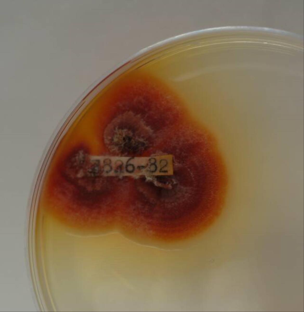 Cryptosporiopsis actinidiae image