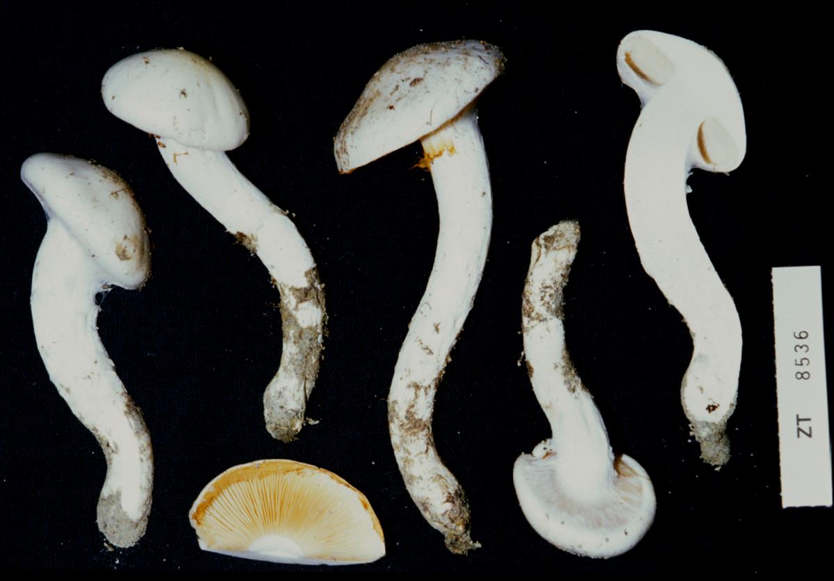 Cortinarius xiphidipus image