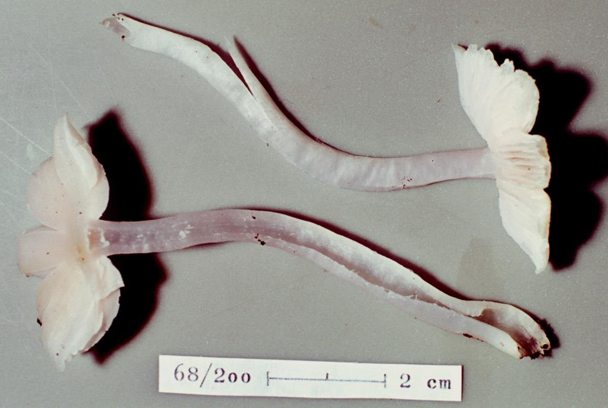 Hygrocybe rosella image