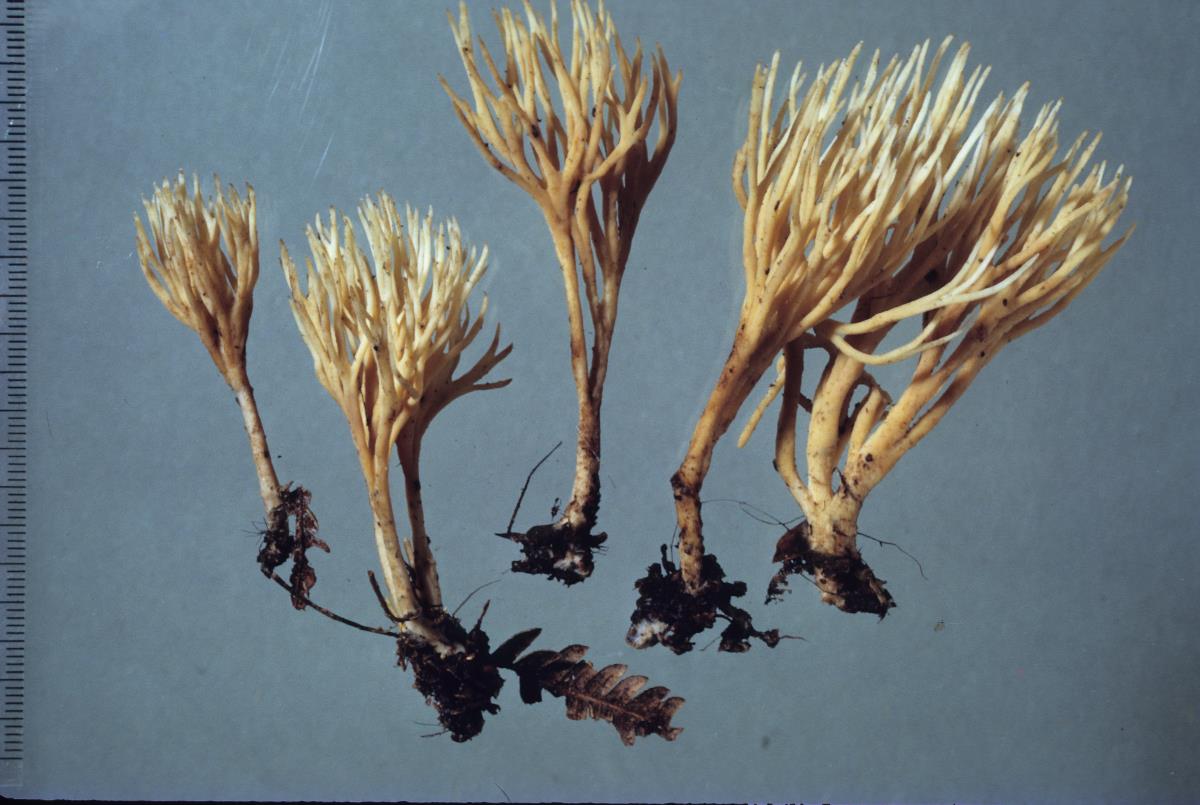 Aphelaria dendroides image