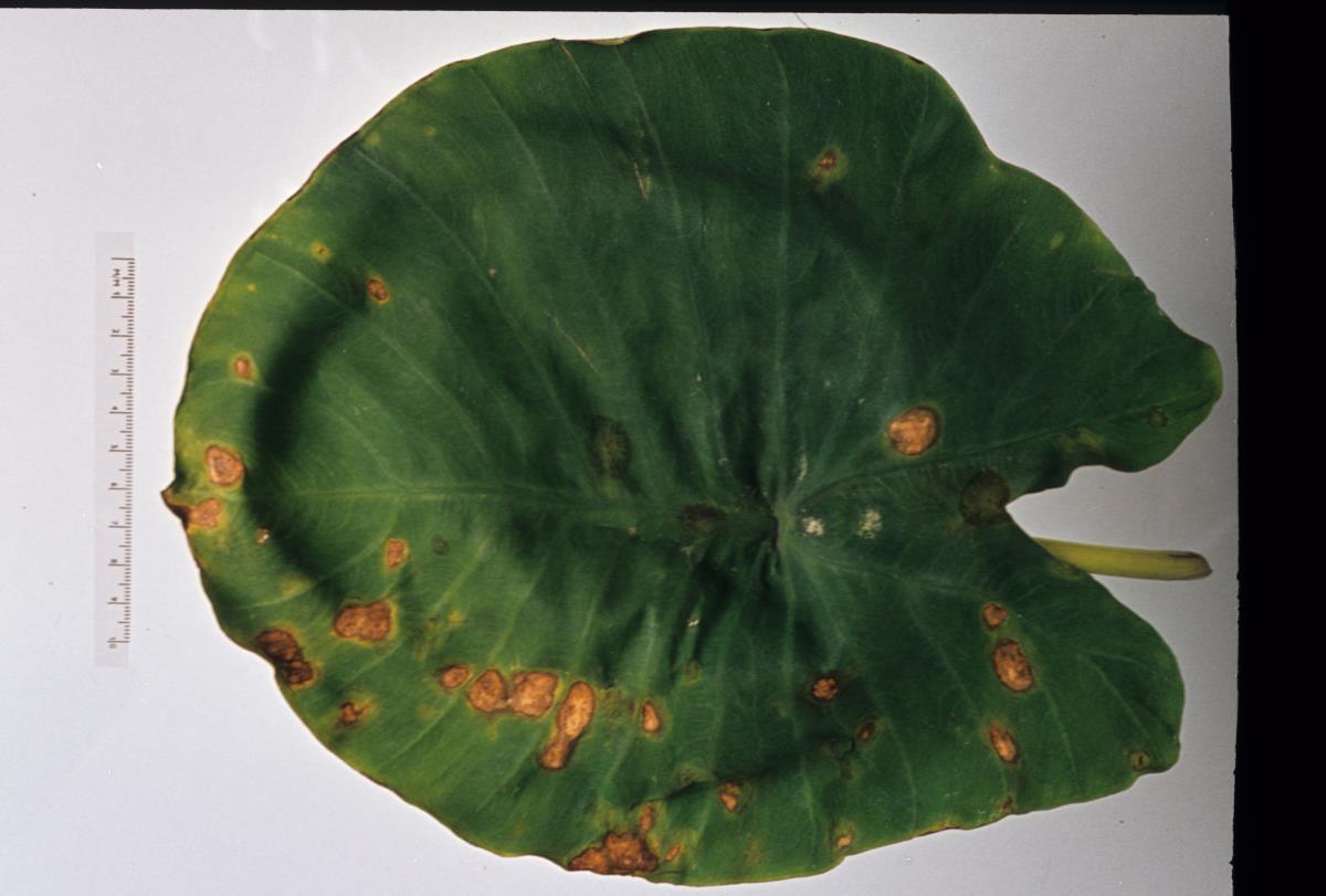 Cladosporium colocasiae image