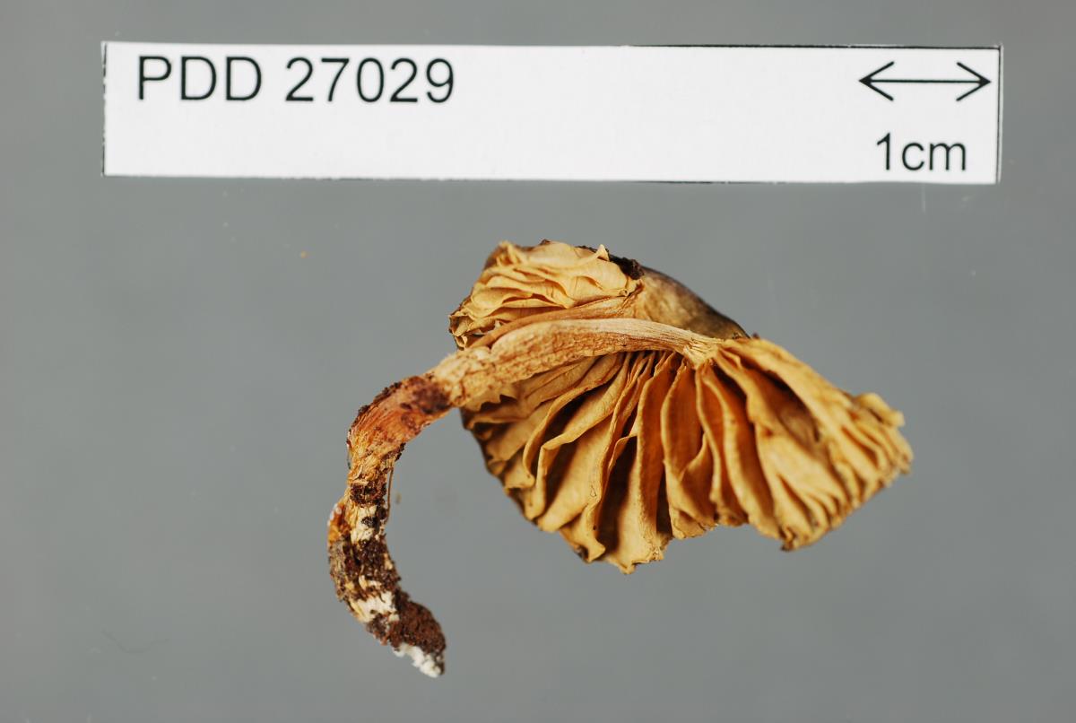 Entoloma gelatinosum image