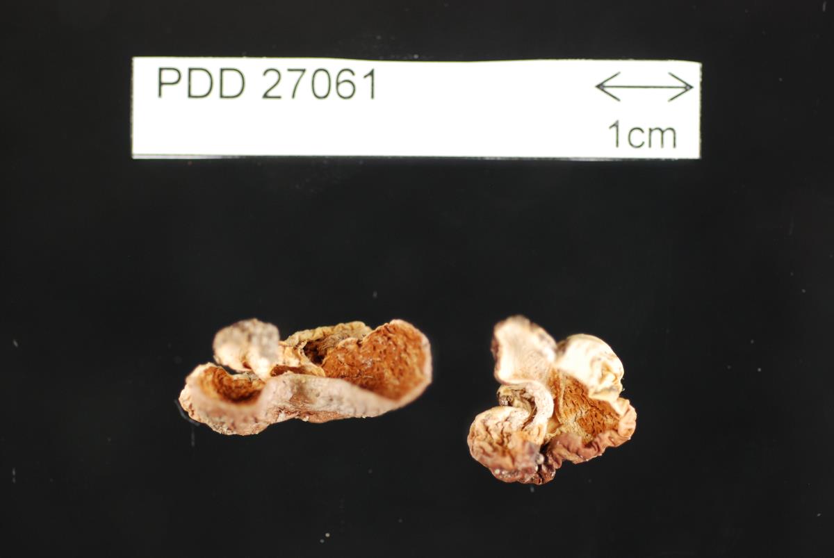 Cortinarius violaceovolvatus image