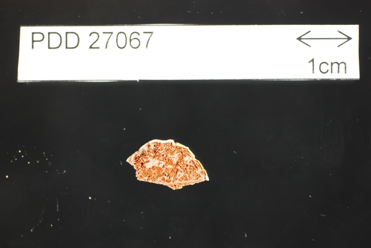 Cortinarius flavidulus image